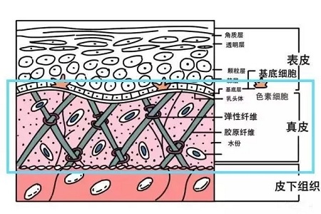 失去膠原蛋白以后，我們的臉部會變成什么模樣