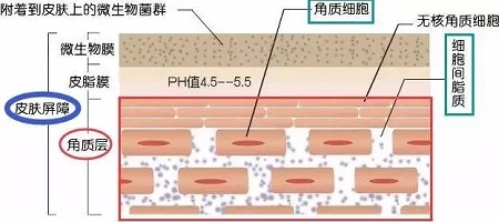 據(jù)說(shuō)62%的人不知道，原來(lái)自己是敏感肌